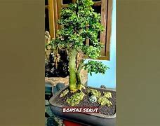 Inspirasi Bonsai Serut Batang Lurus